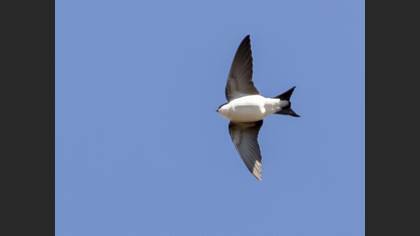 Western House Martin