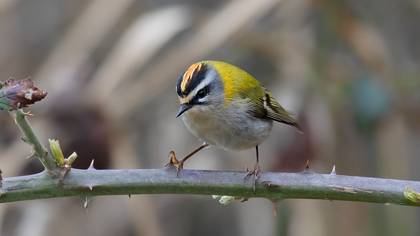 Common Firecrest