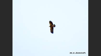 Lesser Spotted Eagle