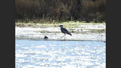 Spur-winged Lapwing