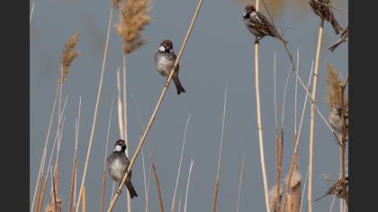 Spanish Sparrow