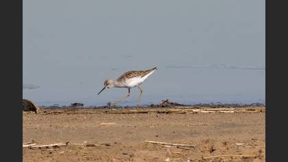 Marsh Sandpiper