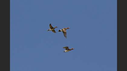 Eurasian Wigeon