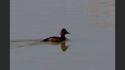 Ferruginous Duck