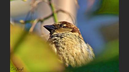 House Sparrow