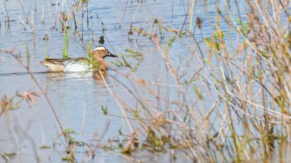 Garganey