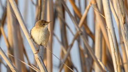 Common Reed Warbler