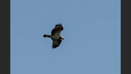 Osprey