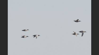 Garganey