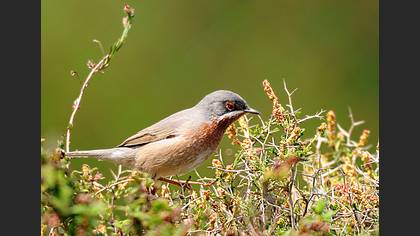 Subalpine Warbler