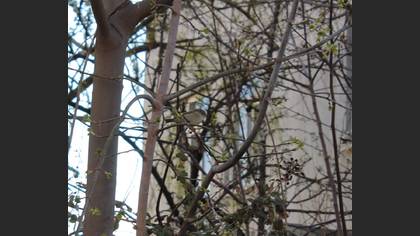 Common Chiffchaff