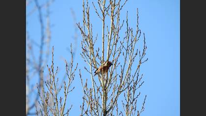 Hawfinch