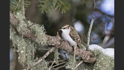 Eurasian Treecreeper