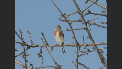 Common Linnet
