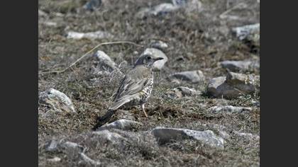 Mistle Thrush