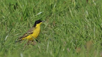 Western Yellow Wagtail