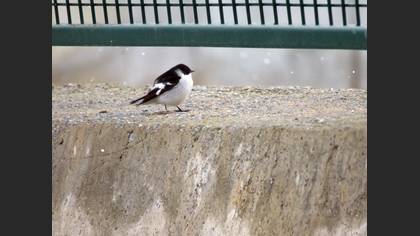 Semicollared Flycatcher