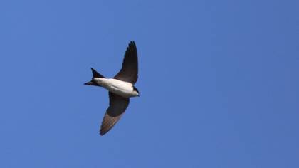 Western House Martin