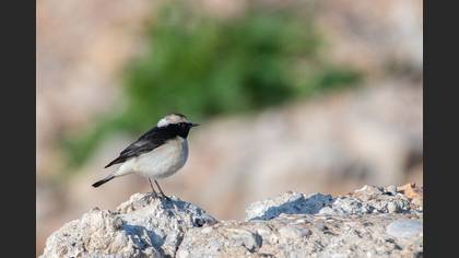 Cyprus Wheatear