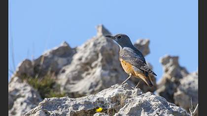 Common Rock Thrush