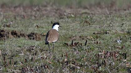 Spur-winged Lapwing
