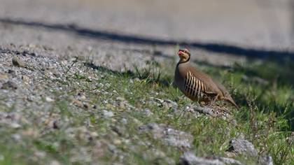 Chukar Partridge