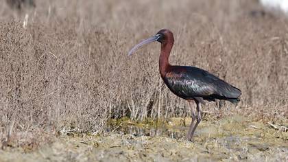 Glossy Ibis