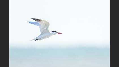 Caspian Tern