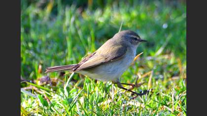 Common Chiffchaff