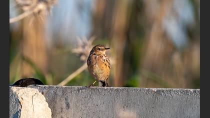Red-throated Pipit