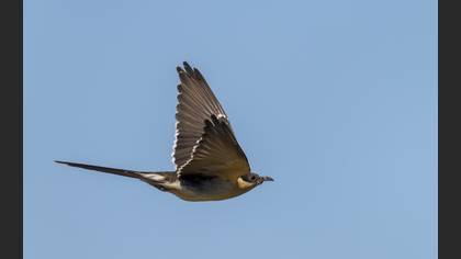 Great Spotted Cuckoo