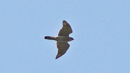 Eurasian Goshawk