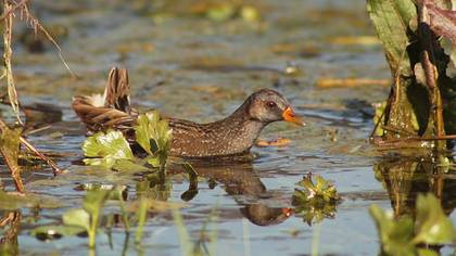 Spotted Crake