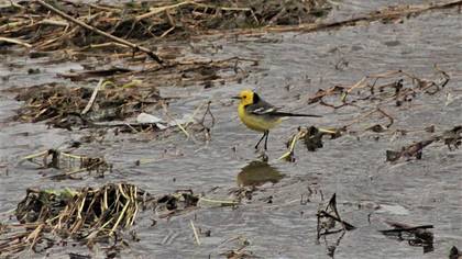 Citrine Wagtail