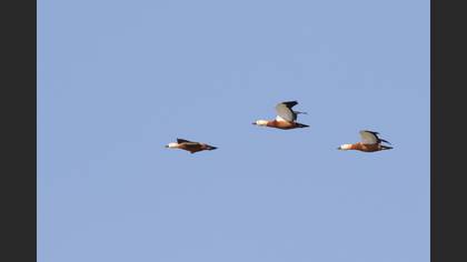 Ruddy Shelduck