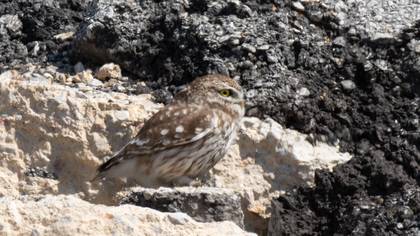 Little Owl