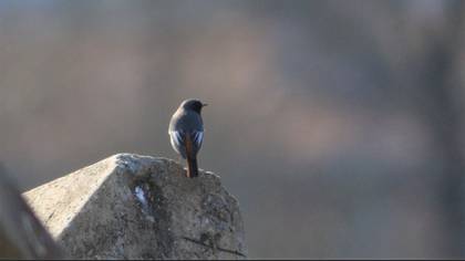 Common Redstart