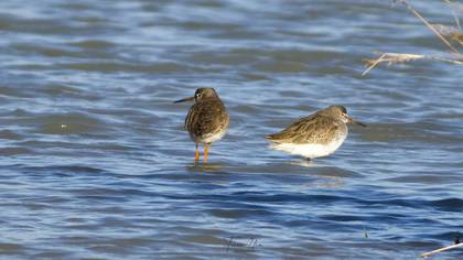 Common Redshank