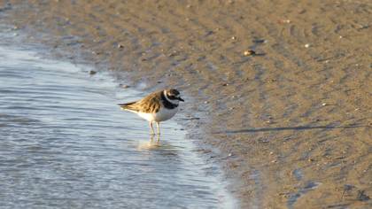 Common Ringed Plover