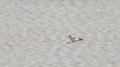Caspian Gull