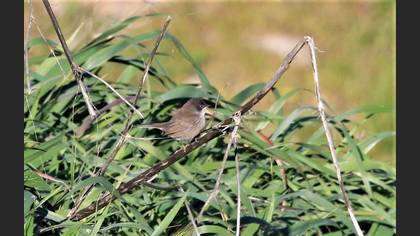 Sardinian Warbler