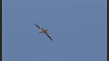 Eurasian Stone-curlew