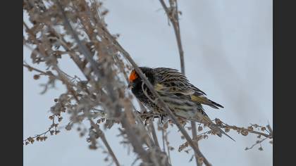 Red-fronted Serin