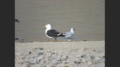 Lesser Black-backed Gull