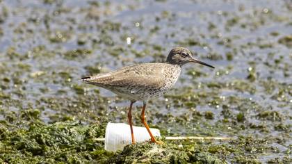 Common Redshank