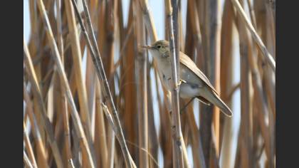 Common Reed Warbler