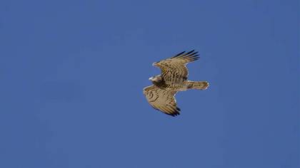 Short-toed Snake Eagle