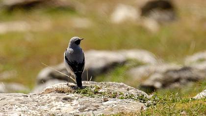 Northern Wheatear