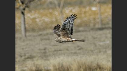 Hen Harrier