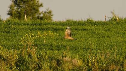 Hen Harrier